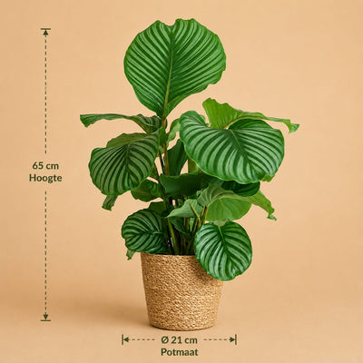 {{ product.title }} | Flora Cadeau