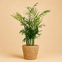 Verpakking — Chamaedorea Elegans Goudpalm in Mand - Ø12cm - ↕15cm