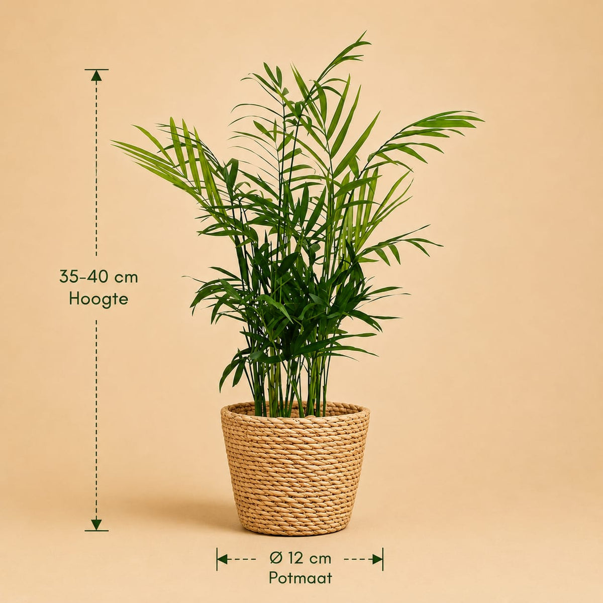 {{ product.title }} | Flora Cadeau
