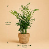 {{ product.title }} | Flora Cadeau