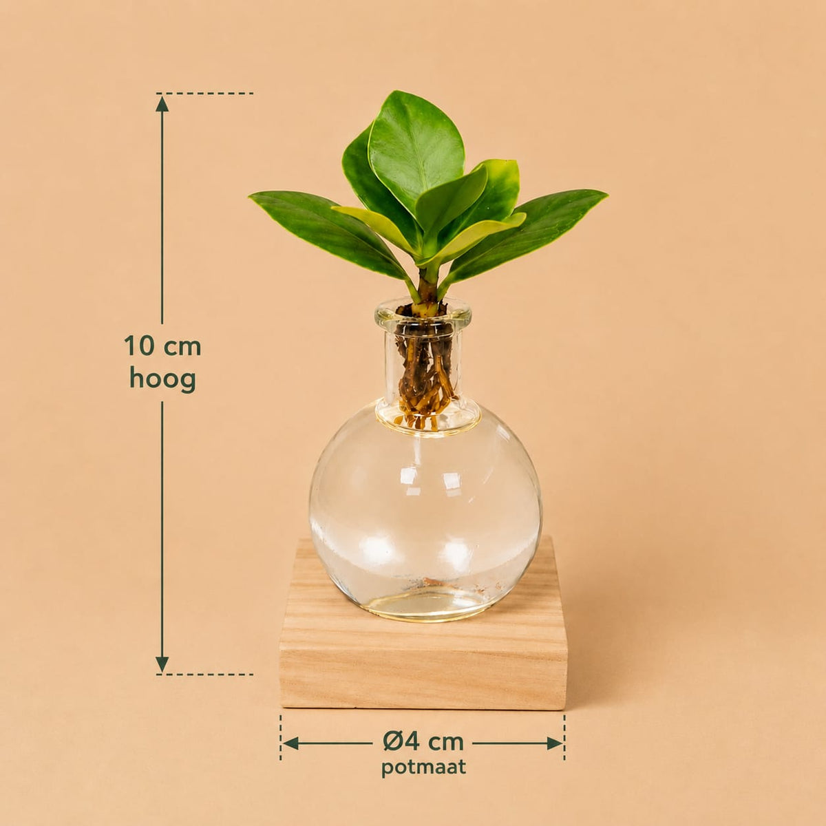 {{ product.title }} | Flora Cadeau