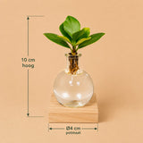{{ product.title }} | Flora Cadeau