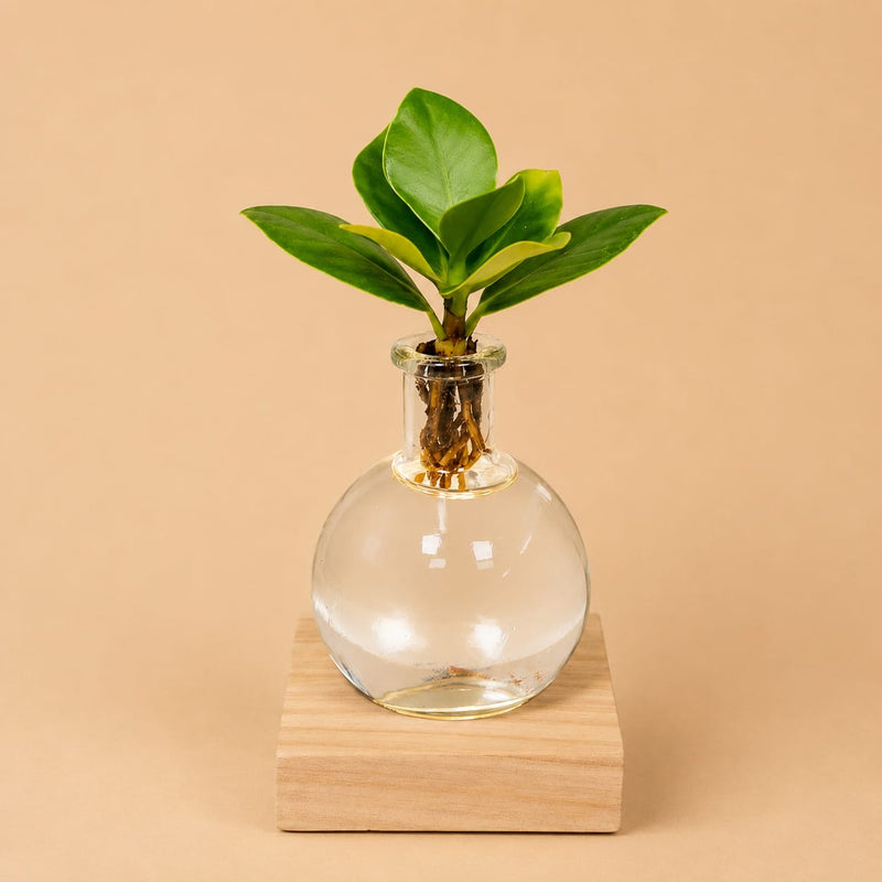 {{ product.title }} | Flora Cadeau
