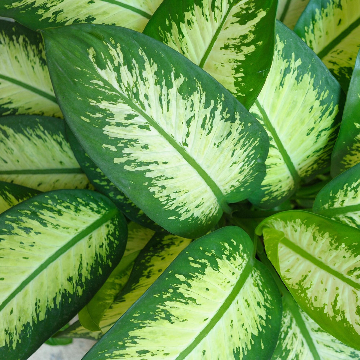{{ product.title }} | Flora Cadeau