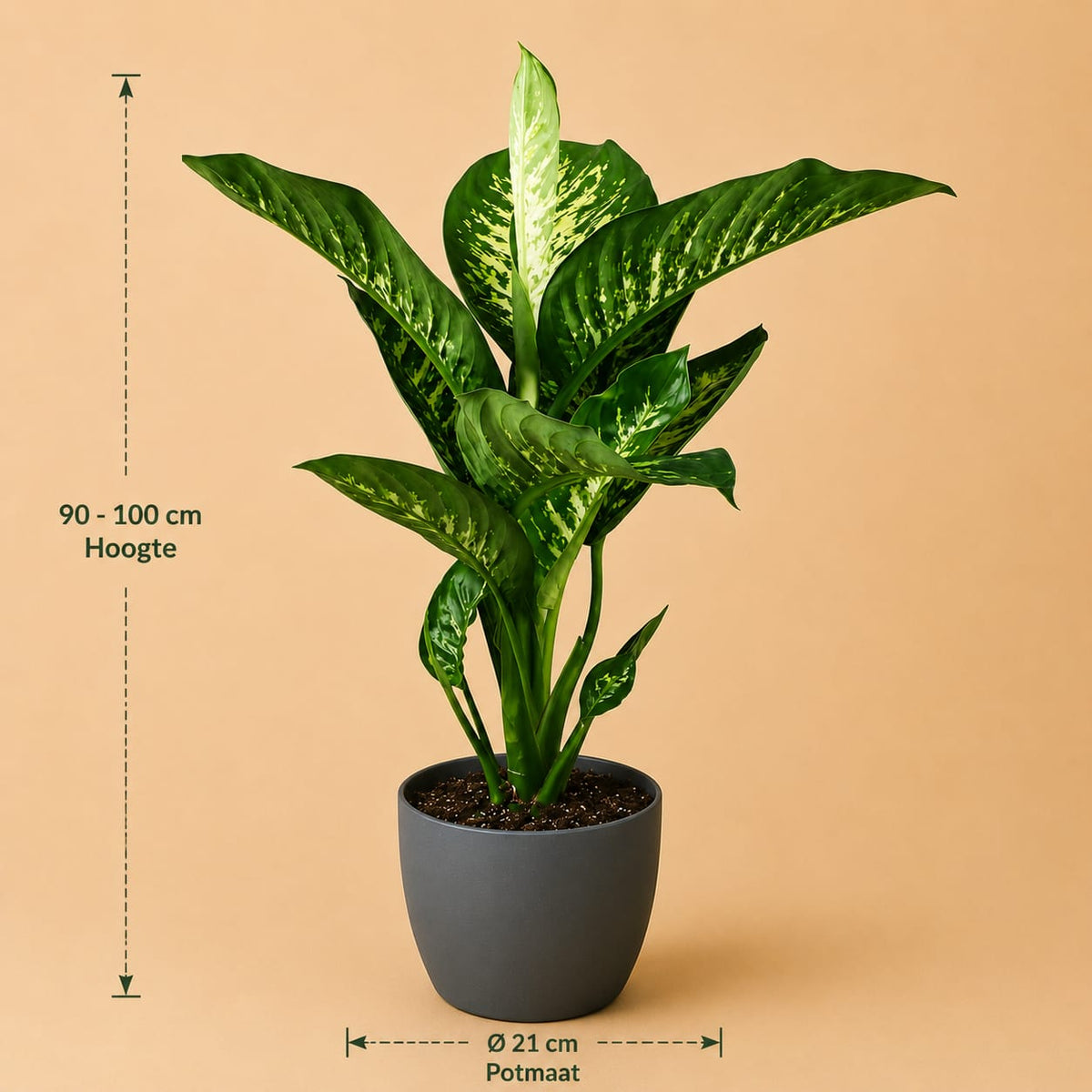 {{ product.title }} | Flora Cadeau