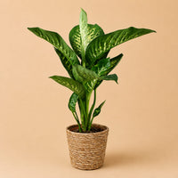 Verpakking — Dieffenbachia Tropic Snow in mand - ↕90-100 cm - Ø21