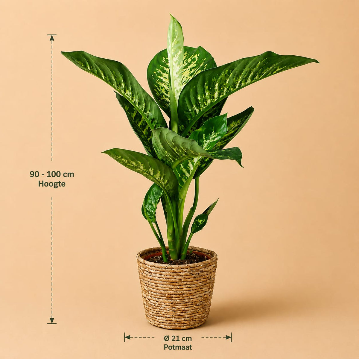 {{ product.title }} | Flora Cadeau