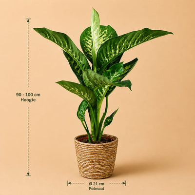 {{ product.title }} | Flora Cadeau