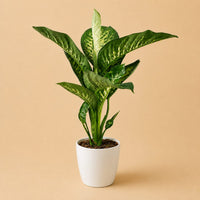 Verpakking — Dieffenbachia Tropic Snow in witte sierpot - ↕90-100 cm - Ø21