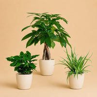 Verpakking — Diervriendelijke Plantenbox | 3 Planten incl. Witte Viber Sierpotten | 20-35 cm | Ø12 cm