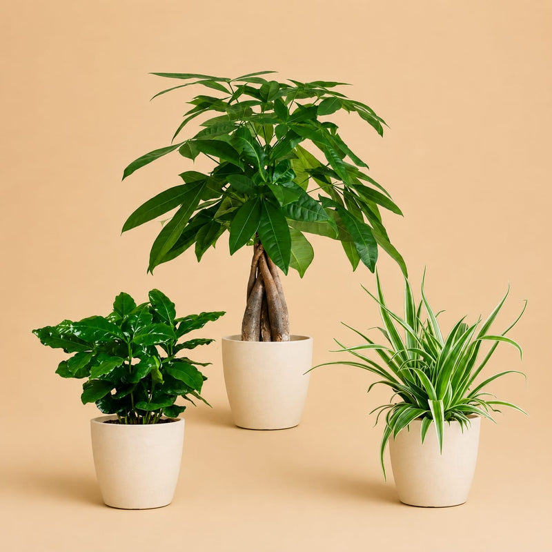 {{ product.title }} | Flora Cadeau