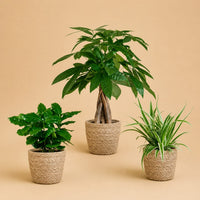 Verpakking — Diervriendelijke Plantenbox | 3 Planten incl. Zeegras Manden | 20-35 cm | Ø12 cm