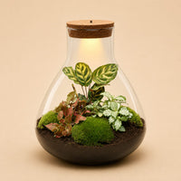 Verpakking — DIY Planten terrarium met licht - Sam XL Red - ↑ 32 cm - Ø 30 cm