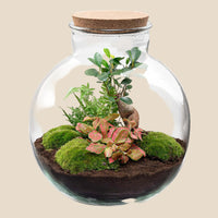 Verpakking — DIY Plantenterrarium - Bolder Bob Bonsai - ↕30 cm - Ø31