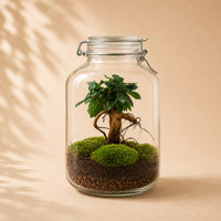 Verpakking — DIY Terrarium - Ficus Ginseng Bonsai - ↕8 cm - Ø18