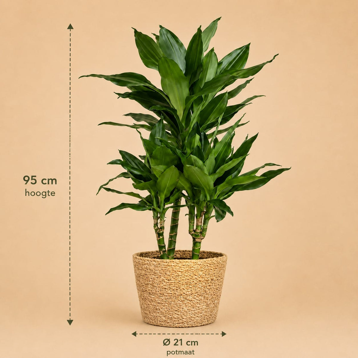 {{ product.title }} | Flora Cadeau