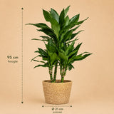 {{ product.title }} | Flora Cadeau