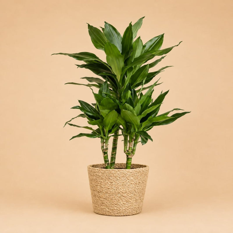 {{ product.title }} | Flora Cadeau