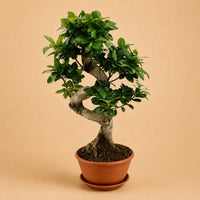 Verpakking — Ficus Ginseng | 60 cm | Ø22 cm