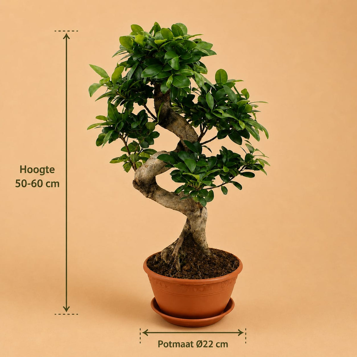 {{ product.title }} | Flora Cadeau
