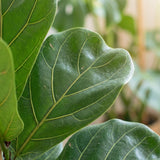 {{ product.title }} | Flora Cadeau
