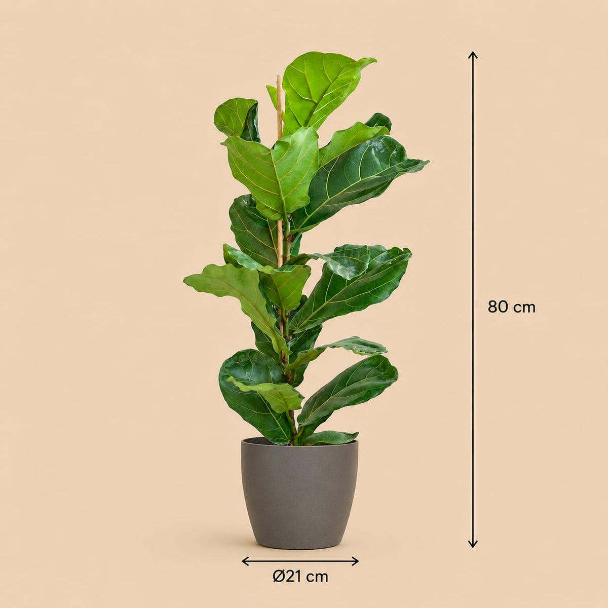 {{ product.title }} | Flora Cadeau