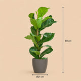 {{ product.title }} | Flora Cadeau