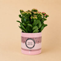 Verpakking — Kalanchoe Pink "SPECIAL POUR TOI" - ↕27cm - Ø12cm