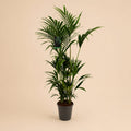 {{ product.title }} | Flora Cadeau