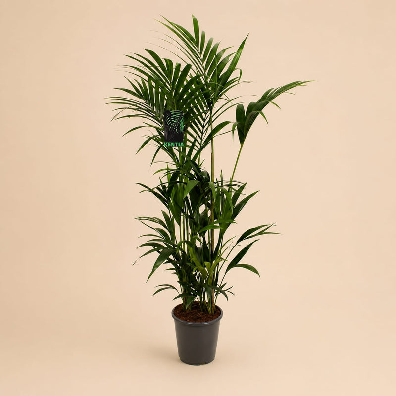 {{ product.title }} | Flora Cadeau