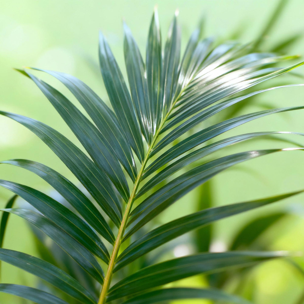 {{ product.title }} | Flora Cadeau