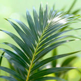 {{ product.title }} | Flora Cadeau