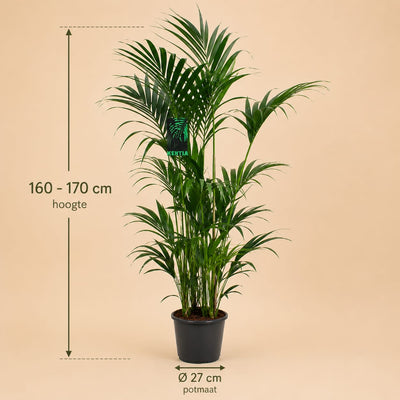 {{ product.title }} | Flora Cadeau