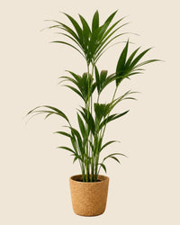 Verpakking — Kentia Palm (Howea Forsteriana) met Mand - 120-130cm - Ø21