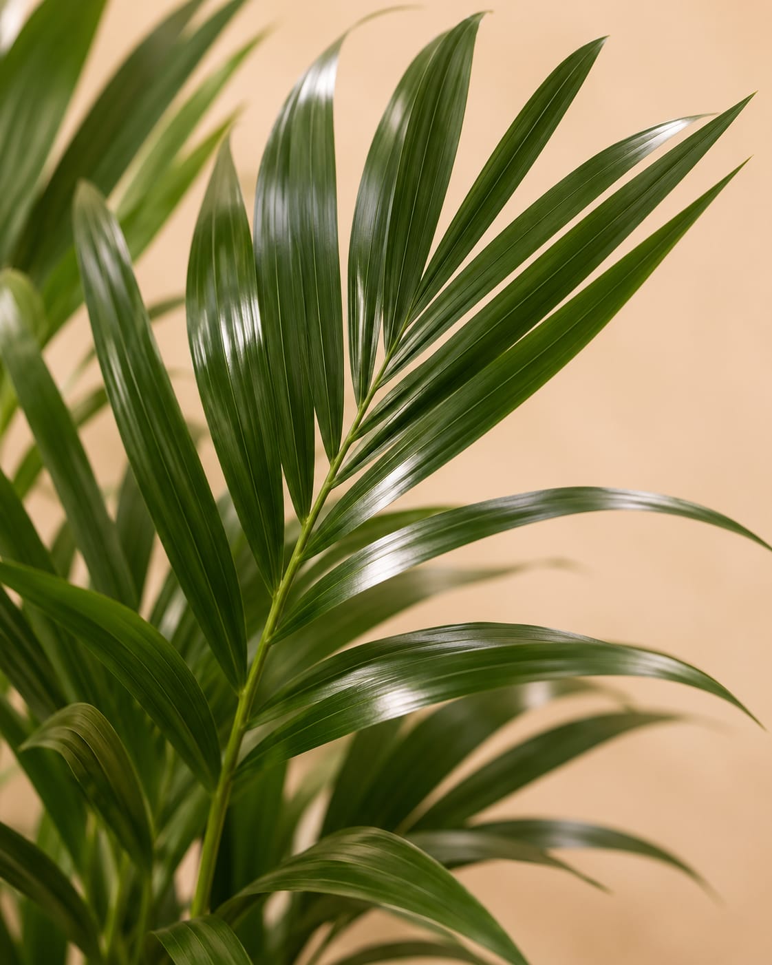 {{ product.title }} | Flora Cadeau
