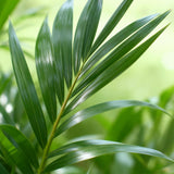 {{ product.title }} | Flora Cadeau