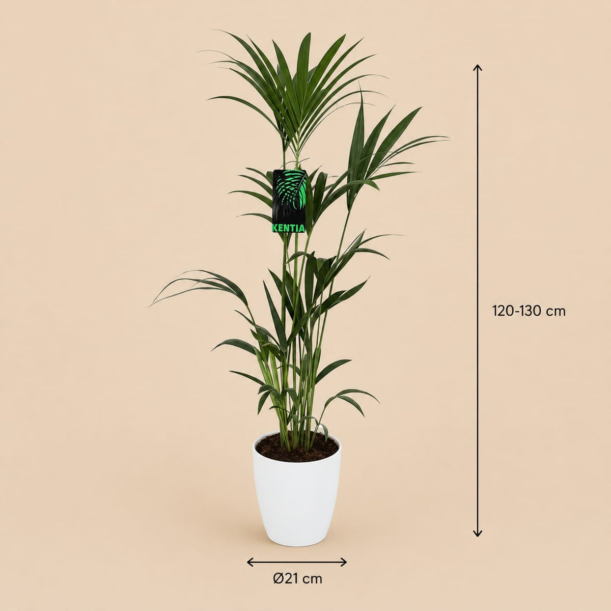 {{ product.title }} | Flora Cadeau