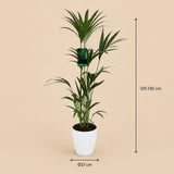 {{ product.title }} | Flora Cadeau