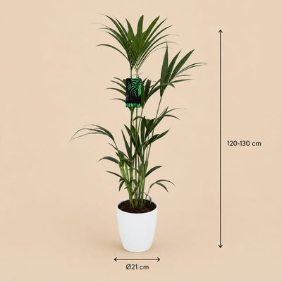 {{ product.title }} | Flora Cadeau