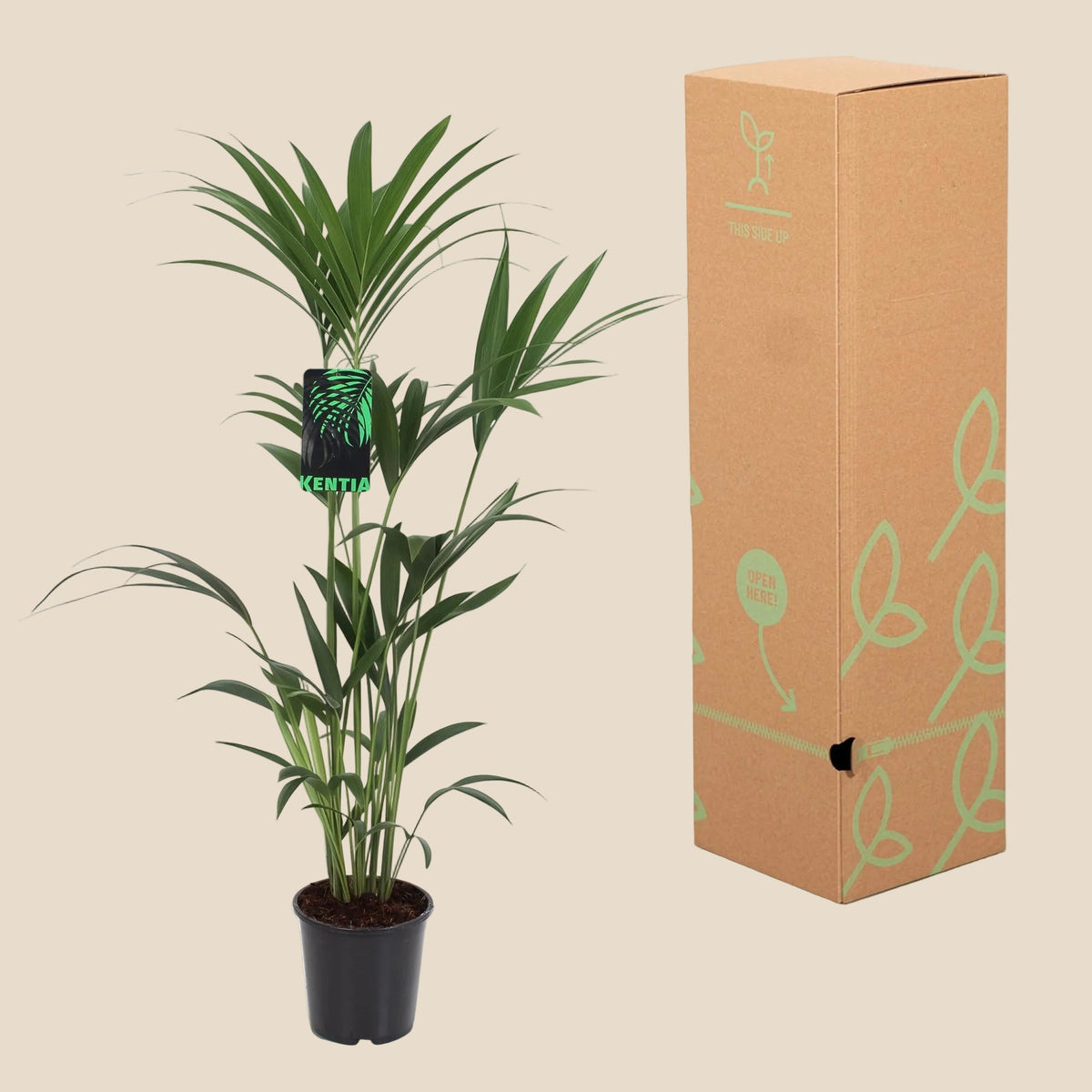 {{ product.title }} | Flora Cadeau