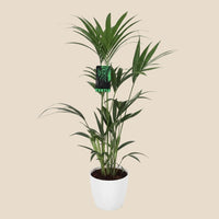 Verpakking — Kentia Palm met Potter Pot Wit - 120-130 cm - Ø21