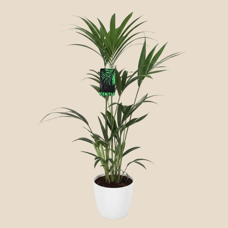 {{ product.title }} | Flora Cadeau