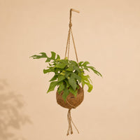 Verpakking — Kokodama Monstera Minima Hang - 25cm - Ø15