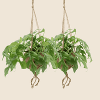 Verpakking — Kokodama Monstera Minima Hang (Gatenplant) - 2 stuks - 25cm - Ø15