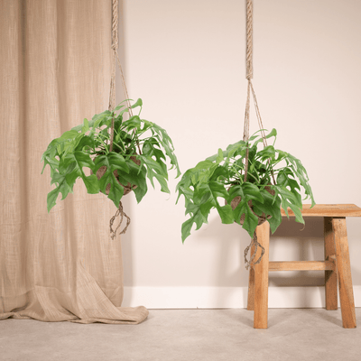 {{ product.title }} | Flora Cadeau