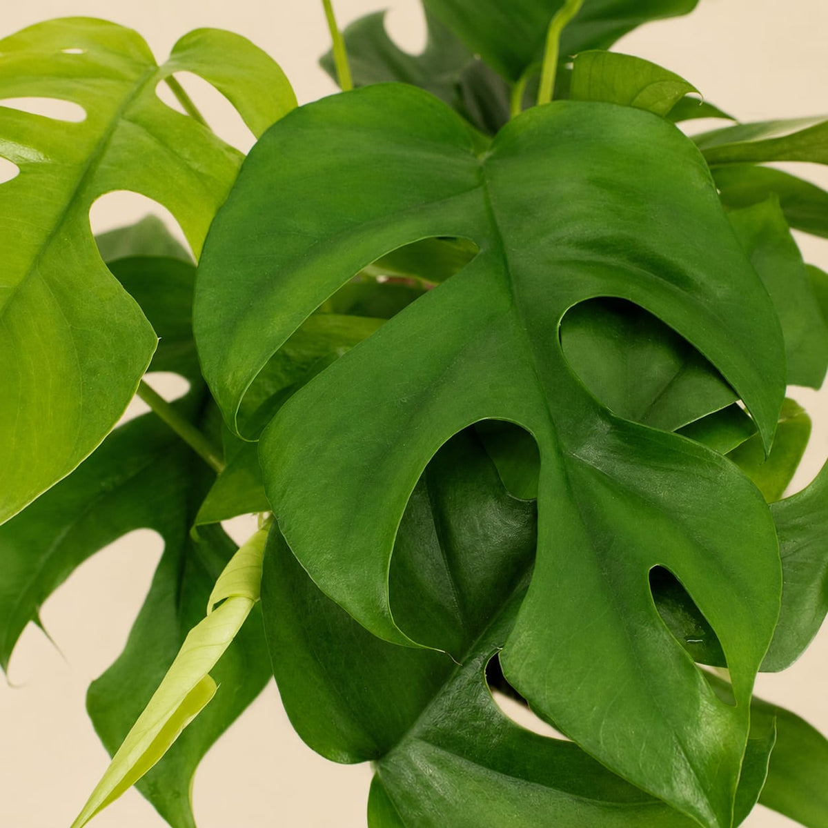 {{ product.title }} | Flora Cadeau