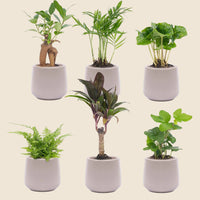 Verpakking — Mini Planten Set van 6 in Joey Grijs Matte Keramische Potjes - 8-12 cm - Ø7