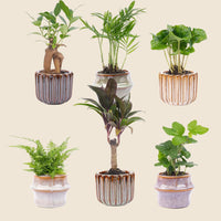 Verpakking — Mini Planten Set van 6 in Keramische Barcelona Potjes - 8-12 cm - Ø7