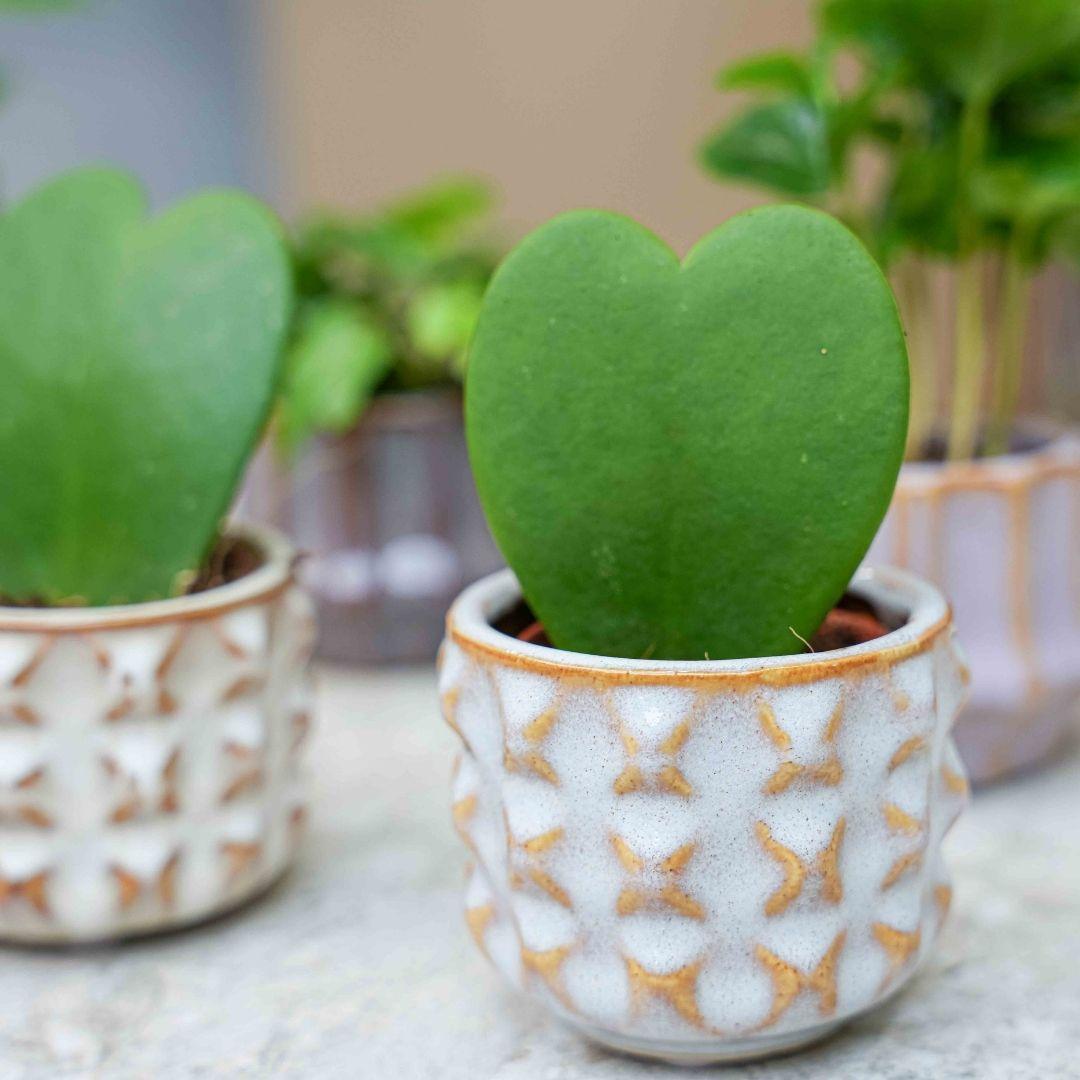 {{ product.title }} | Flora Cadeau