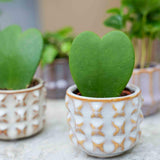{{ product.title }} | Flora Cadeau